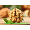 plantting base price professional processed Walnut Kernels